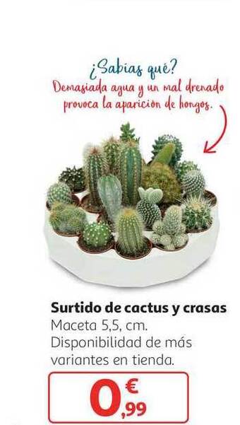 Alcampo Surtido de cactus y crasas oferta