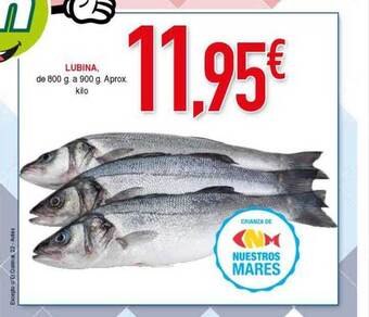 Masymas Lubina oferta