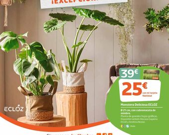 Jardiland Plantas oferta