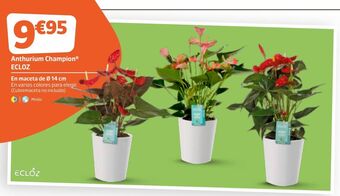 Jardiland Plantas oferta