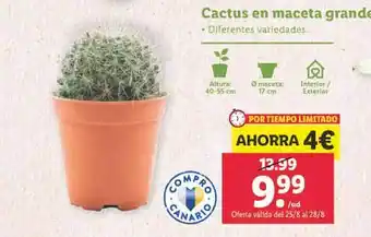 Lidl Cactus en maceta grande oferta