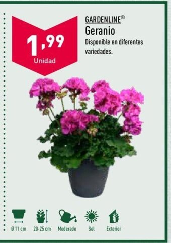 ALDI Geranio oferta