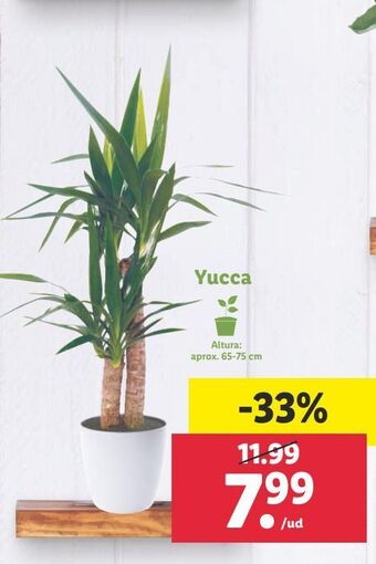 Lidl Yucca oferta