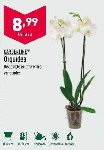 ALDI Gardenline orquídea oferta