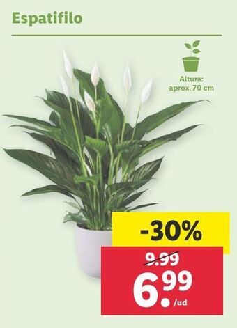 Lidl Espatifilo oferta