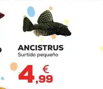 Kiwoko Ancistrus surtido pequeño oferta
