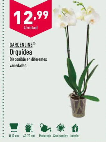 ALDI Orquídea oferta