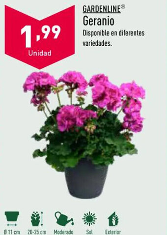 ALDI Geranio oferta