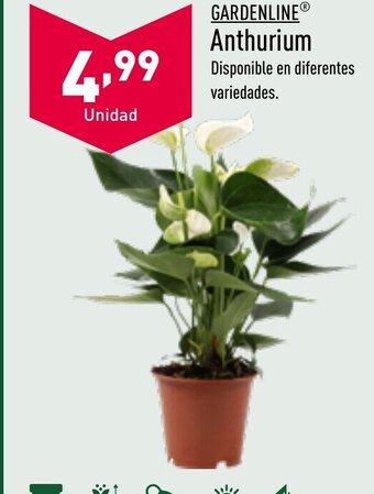 ALDI Anthurium oferta