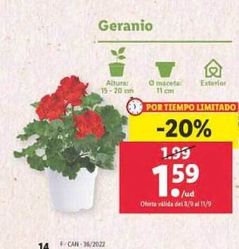 Lidl Geranio oferta