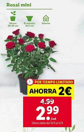Lidl Rosal mini oferta