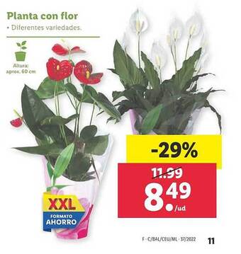 Lidl Planta con flor oferta