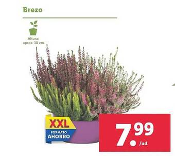 Lidl Brezo oferta