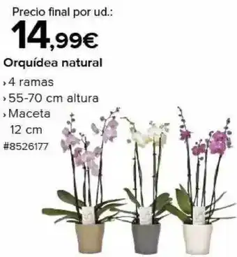 Costco Orquidea natural oferta