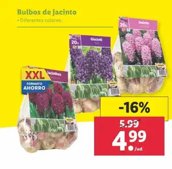 Lidl Bulbos de Jacinto oferta