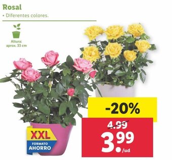 Lidl Rosal oferta