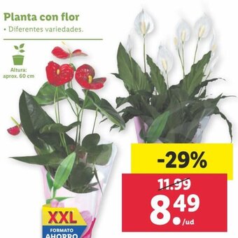 Lidl Planta con flor oferta