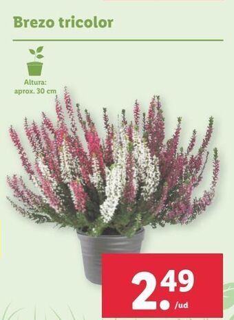 Lidl Brezo oferta