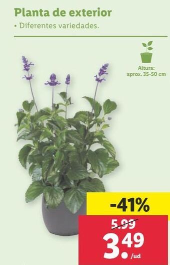 Lidl Plantas con flor oferta