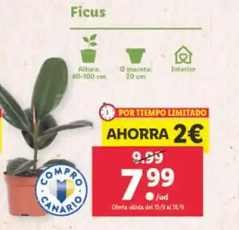 Lidl Ficus oferta