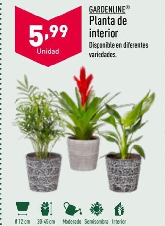 ALDI Gardenline Planta de interior oferta