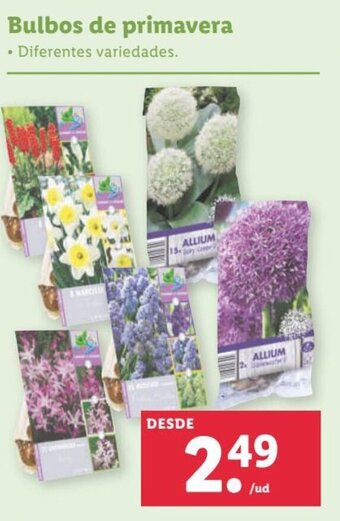 Lidl Bulbos de primavera oferta