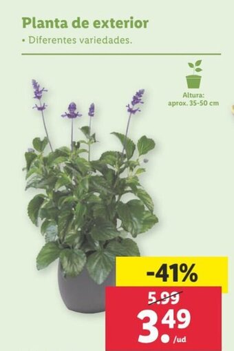 Lidl Planta de exterior oferta