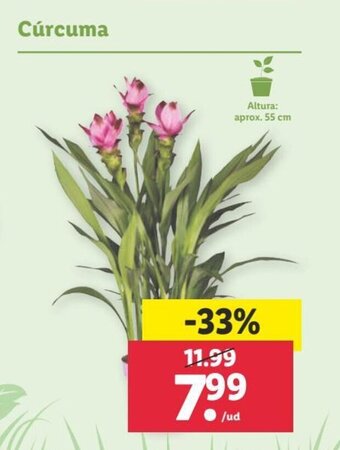 Lidl Cúrcuma oferta