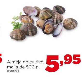 Alimerka Almeja de cultivo oferta