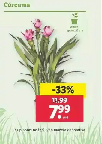 Lidl Cúrcuma oferta