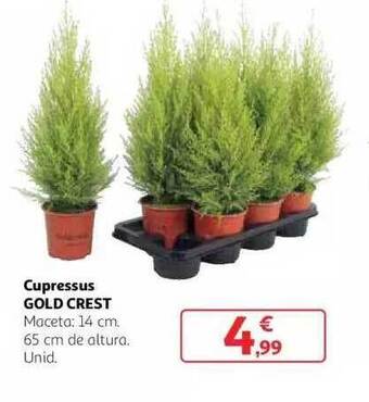Alcampo Cupressus gold crest oferta