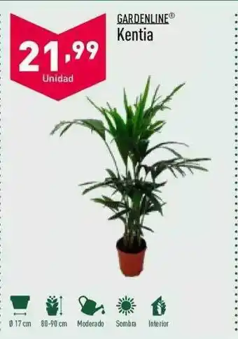 ALDI Gardenline kentia oferta