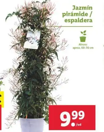 Lidl Jazmín pirámide / espaldera 60-70 cm oferta