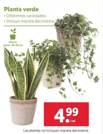 Lidl Planta verde 18-40 cm oferta