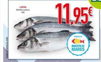 Masymas Lubina oferta