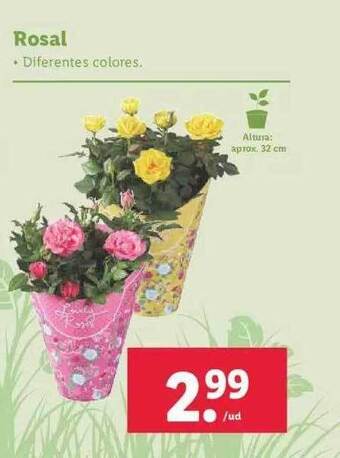 Lidl Rosal oferta