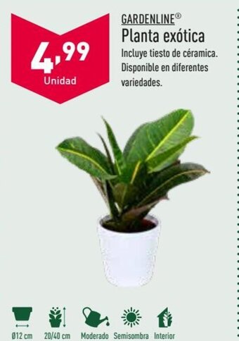 ALDI Gardenline Planta exótica oferta
