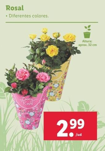 Lidl Rosales oferta