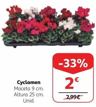 Alcampo Plantas con flor oferta