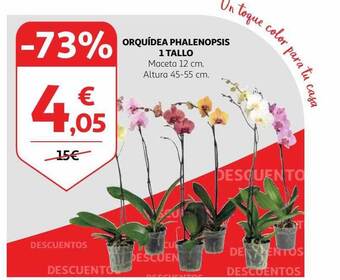 Alcampo Orquídea phalenopsis 1 tallo oferta