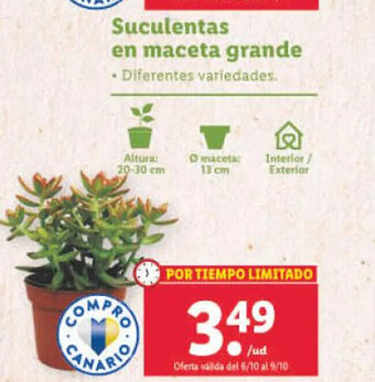 Lidl Suculentas En Maceta Grande oferta