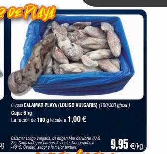 Abordo Calamar playa (loligo vulgaris) oferta