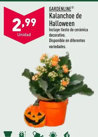 ALDI Kalanchoe De Halloween oferta