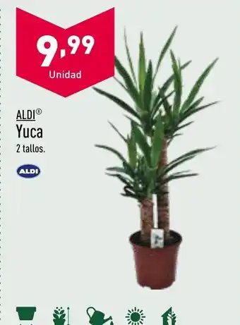 ALDI Yuca oferta