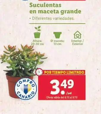 Lidl Suculentas en maceta grande oferta