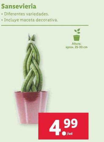 Lidl Sansevieria oferta