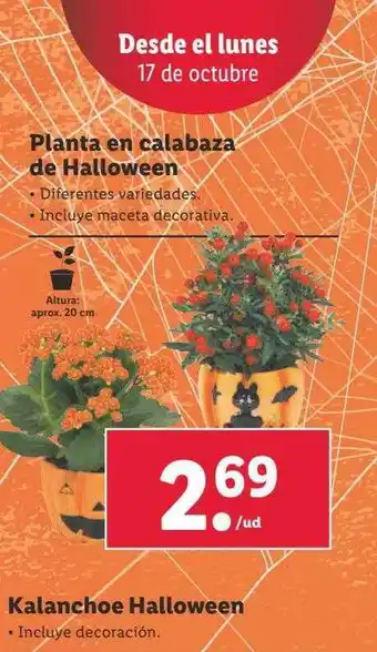 Lidl Planta en calabaza de halloween oferta