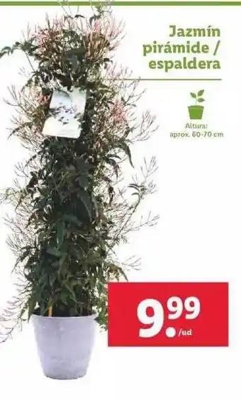 Lidl Jazmín pirámide ̸ espaldera oferta