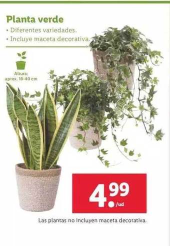 Lidl Planta verde oferta
