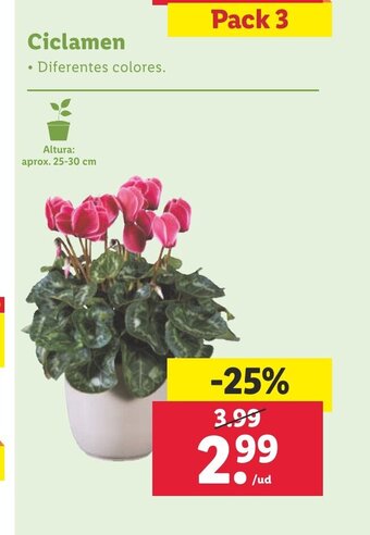 Lidl Ciclamen oferta